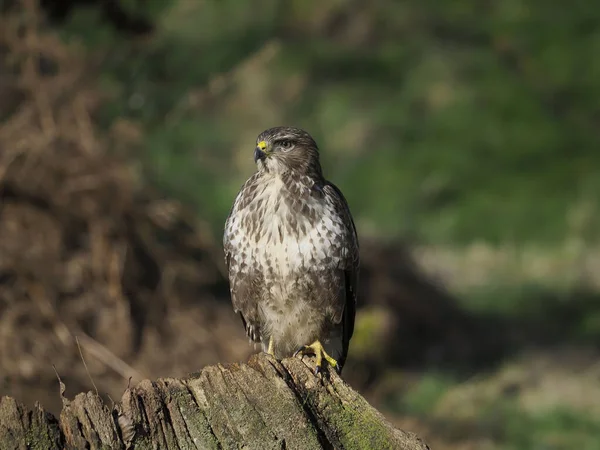 共通のブザード ブテオ ブテオ スタンプ上の単一の鳥 Warwickshire 2020年2月 — ストック写真