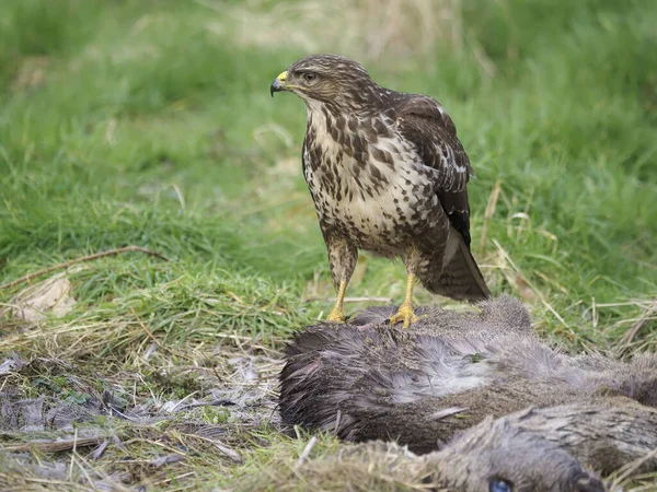 Buse Commune Buteo Buteo Oiseau Unique Sur Carcasse Chevreuil Warwickshire — Photo