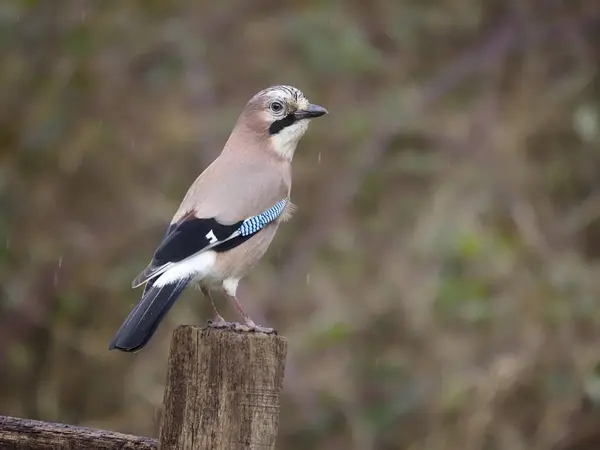 Jay Garrulus Glandarius Warwickshire Şubat 2020 — Stok fotoğraf