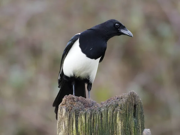 Elster Pica Pica Einzelvogel Auf Dem Posten Warwickshire Februar 2020 — Stockfoto