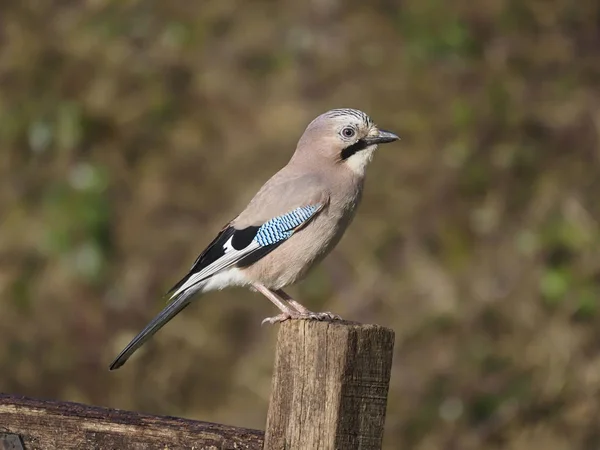 Jay Garrulus Glandarius Single Bird Post Warwickshire Φεβρουάριος 2020 — Φωτογραφία Αρχείου