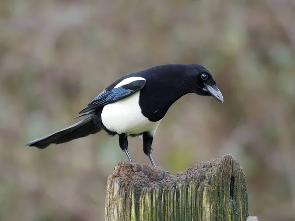 Magpie Pica Pica Uccello Single Sul Palo Warwickshire Febbraio 2020 — Foto Stock