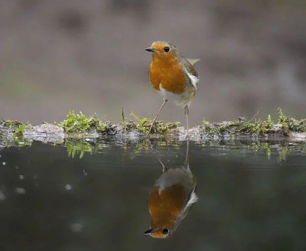 Robin Erithacus Rubecula Single Bird Water Warwickshire February 2020 — Stock Photo, Image