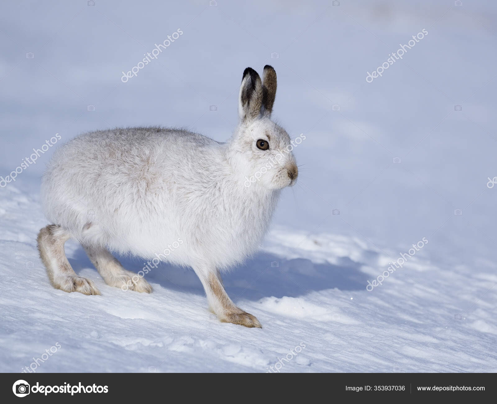 月 うさぎ イラスト 簡単 | TikTok, image size:1600x1300