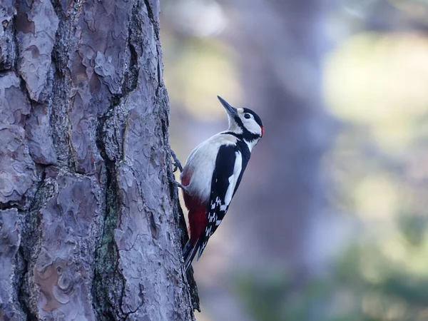 Great Spotted Woodpecker Dendrocopos Major Single Male Branch Scotland March — Stock Photo, Image