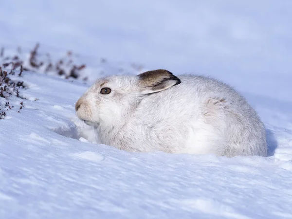 Ορεινός Λαγός Lepus Timidus Ενιαίος Λευκός Λαγός Στο Χιόνι Σκωτία — Φωτογραφία Αρχείου