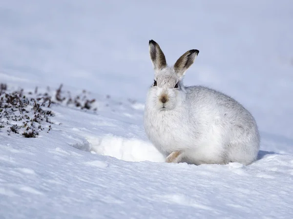 Ορεινός Λαγός Lepus Timidus Ενιαίος Λευκός Λαγός Στο Χιόνι Σκωτία — Φωτογραφία Αρχείου