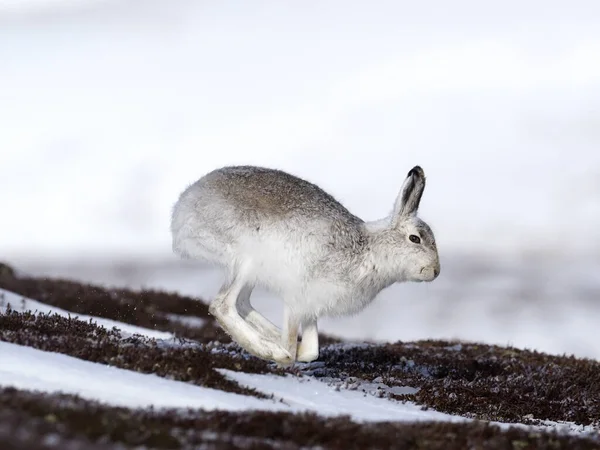 Schneehase Lepus Timidus Einzelner Schneehase Schottland März 2020 — Stockfoto