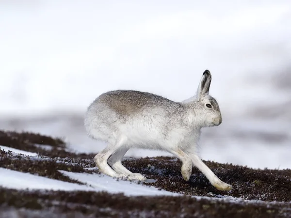 Mountain Hare Lepus Timidus Single White Hare Snow Scotland March — Stock Photo, Image
