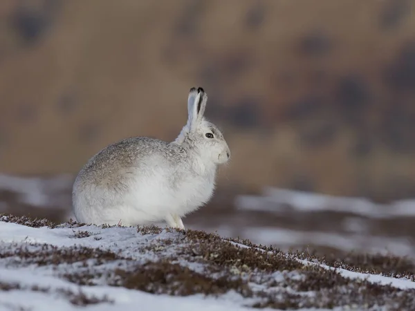 Ορεινός Λαγός Lepus Timidus Ενιαίος Λευκός Λαγός Στο Χιόνι Σκωτία — Φωτογραφία Αρχείου