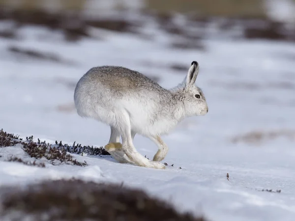 Dağ Tavşanı Lepus Timidus Kardaki Tek Beyaz Tavşan Skoçya Mart — Stok fotoğraf