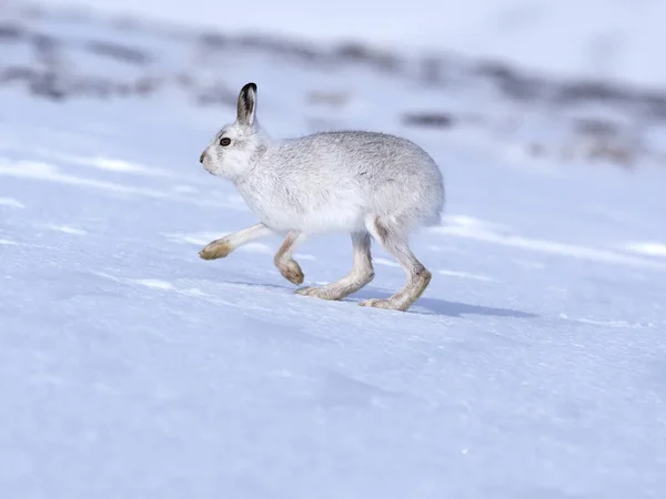 Ορεινός Λαγός Lepus Timidus Ενιαίος Λευκός Λαγός Στο Χιόνι Σκωτία — Φωτογραφία Αρχείου