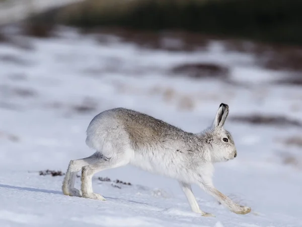 Dağ Tavşanı Lepus Timidus Kardaki Tek Beyaz Tavşan Skoçya Mart — Stok fotoğraf
