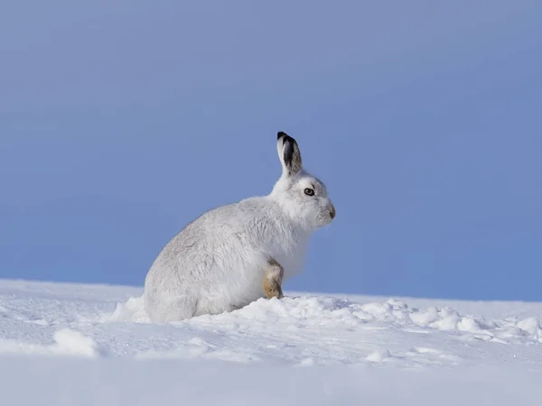 Lepre Montagna Lepus Timidus Lepre Bianca Sulla Neve Scozia Marzo — Foto Stock
