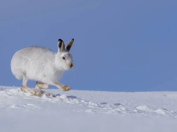 Liebre Montaña Lepus Timidus Liebre Blanca Nieve Escocia Marzo 2020 — Foto de Stock