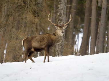 Kızıl geyik, Cervus Elaphus, Karda bekar erkek, İskoçya, Mart 2020