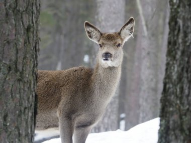 Kızıl Geyik, Cervus Elaphus, Karda Bekar Kadın, İskoçya, Mart 2020