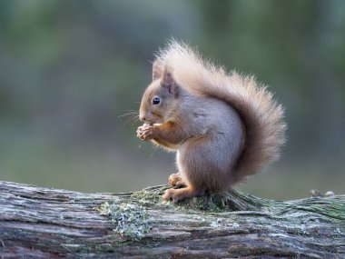 Kızıl sincap, Sciurus vulgaris, İskoçya şubesindeki tek memeli, Mart 2020
