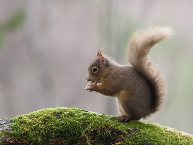Kızıl sincap, Sciurus vulgaris, İskoçya şubesindeki tek memeli, Mart 2020