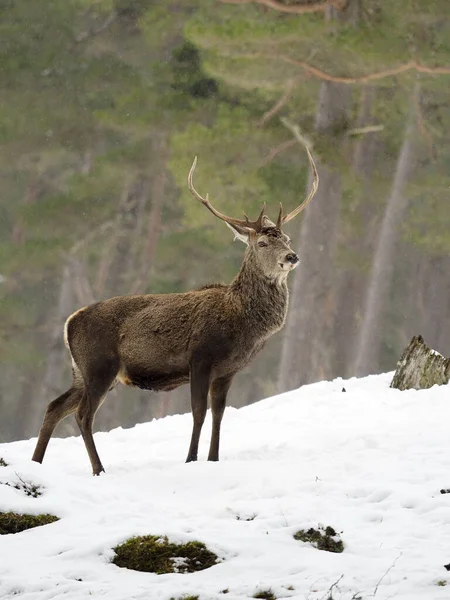 Red Deer Cervus Elaphus Single Male Snow Scotland March 2020 — Stock Photo, Image