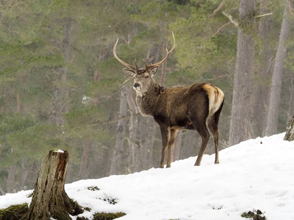 Red Deer Cervus Elaphus Single Male Snow Scotland March 2020 — Stock Photo, Image