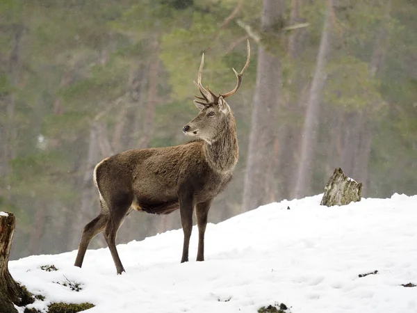 Red Deer Cervus Elaphus Single Male Snow Scotland March 2020 — Stock Photo, Image