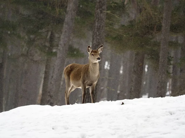 Rothirsch Cervus Elaphus Einzelnes Weibchen Schnee Schottland März 2020 — Stockfoto