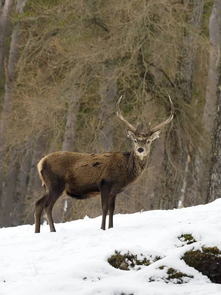 Red Deer Cervus Elaphus Single Male Snow Scotland March 2020 — Stock Photo, Image