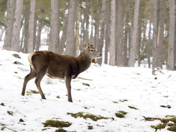 Cervo Rosso Cervus Elaphus Maschio Single Nella Neve Scozia Marzo — Foto Stock