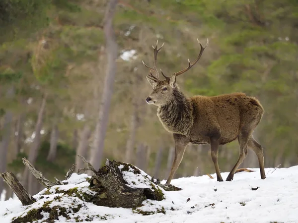 Cervo Rosso Cervus Elaphus Maschio Single Nella Neve Scozia Marzo — Foto Stock