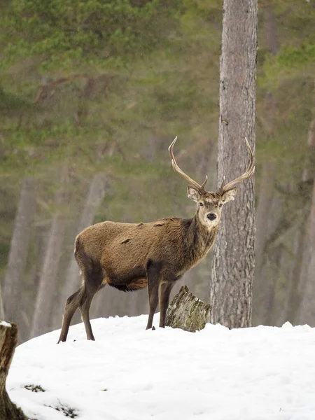 Cervo Rosso Cervus Elaphus Maschio Single Nella Neve Scozia Marzo — Foto Stock