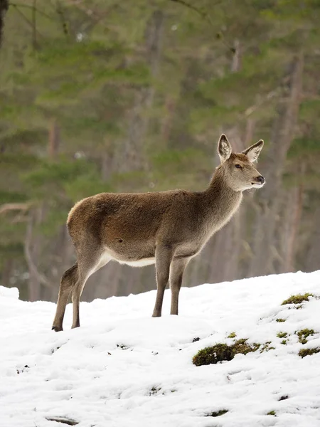 Cervo Rosso Cervus Elaphus Femmina Single Nella Neve Scozia Marzo — Foto Stock