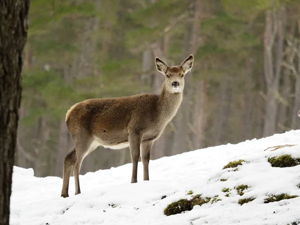 Cervo Rosso Cervus Elaphus Femmina Single Nella Neve Scozia Marzo — Foto Stock