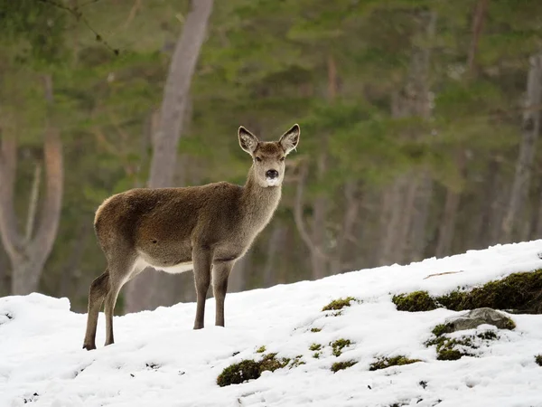 Rådjur Cervus Elaphus Singel Hona Snö Skottland Mars 2020 — Stockfoto