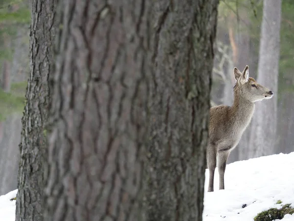 Cerf Rouge Cervus Elaphus Femelle Célibataire Dans Neige Écosse Mars — Photo