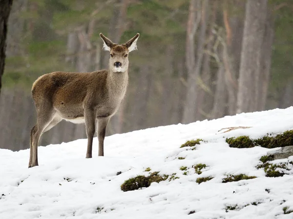 Rothirsch Cervus Elaphus Einzelnes Weibchen Schnee Schottland März 2020 — Stockfoto