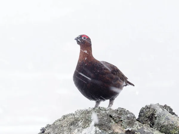 Red Grouse Lagopus Lagopus Scoticus Single Male Snow Storm Wall — Stock Photo, Image