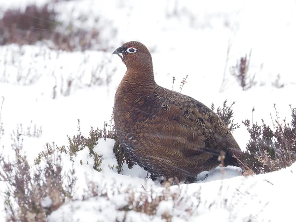 Rode Korhoen Lagopus Lagopus Scoticus Enkele Vogel Sneeuw Schotland Maart — Stockfoto