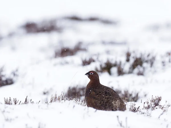 Rode Korhoen Lagopus Lagopus Scoticus Enkele Vogel Sneeuw Schotland Maart — Stockfoto