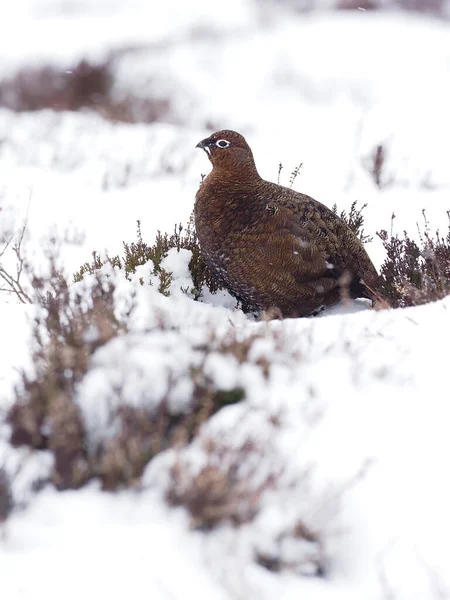 Rode Korhoen Lagopus Lagopus Scoticus Enkele Vogel Sneeuw Schotland Maart — Stockfoto