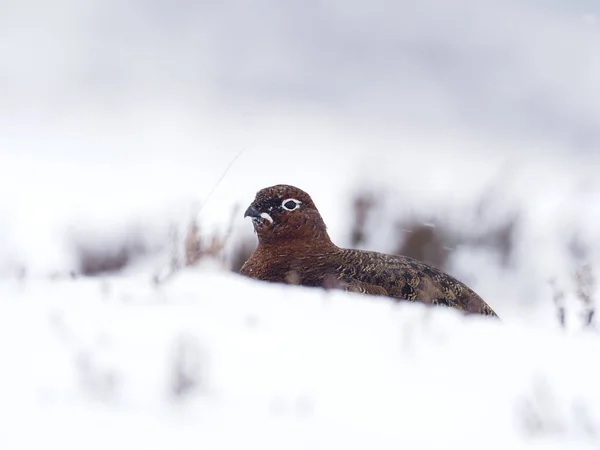 Grouse Vermelho Lagopus Lagopus Scoticus Ave Solteira Neve Escócia Março — Fotografia de Stock