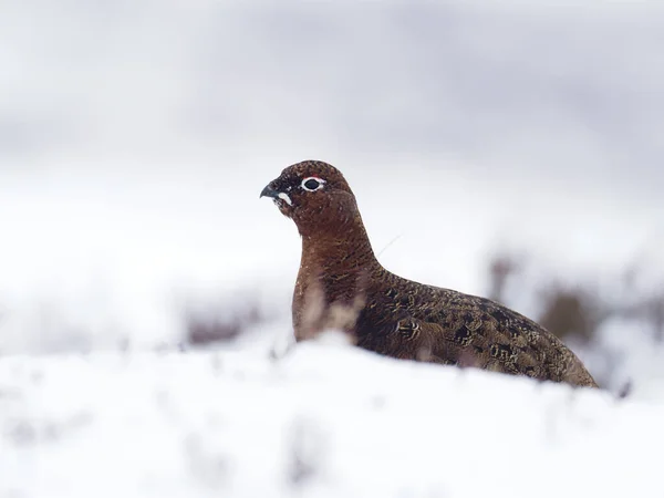 Grouse Vermelho Lagopus Lagopus Scoticus Ave Solteira Neve Escócia Março — Fotografia de Stock