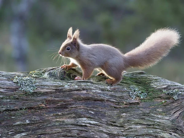 Red Squirrel Sciurus Vulgaris Single Savec Pobočce Skotsko Březen 2020 — Stock fotografie