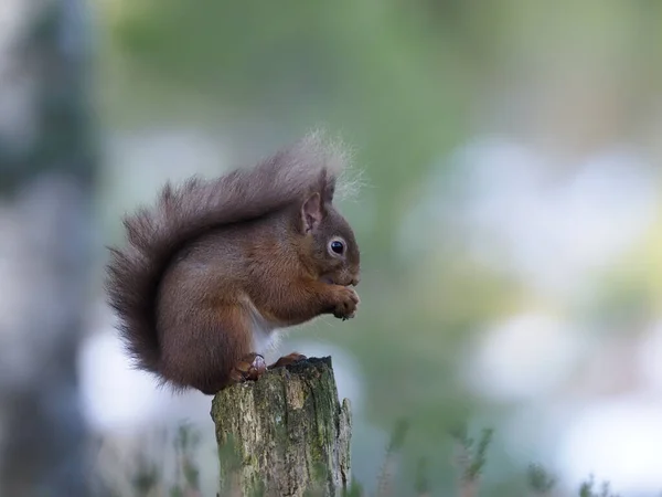 Ardilla Roja Sciurus Vulgaris Único Mamífero Rama Escocia Marzo 2020 —  Fotos de Stock