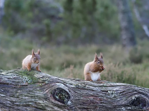 Röd Ekorre Sciurus Vulgaris Enstaka Däggdjur Gren Skottland Mars 2020 — Stockfoto