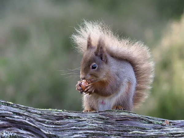 Ardilla Roja Sciurus Vulgaris Único Mamífero Rama Escocia Marzo 2020 —  Fotos de Stock