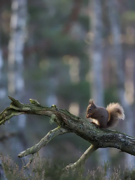 Écureuil Roux Sciurus Vulgaris Mammifère Célibataire Branche Écosse Mars 2020 — Photo