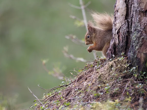 Scoiattolo Rosso Sciurus Vulgaris Singolo Mammifero Ramo Scozia Marzo 2020 — Foto Stock