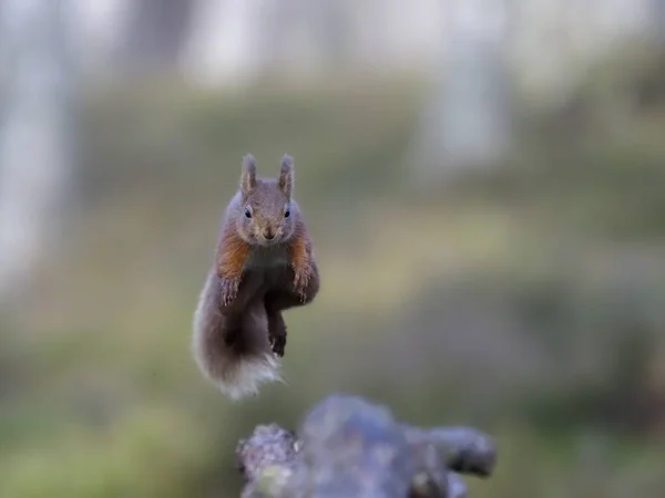 Red Squirrel Sciurus Vulgaris Single Mammal Leaping Scotland March 2020 — Stock Photo, Image