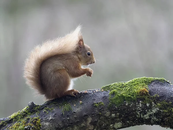 Écureuil Roux Sciurus Vulgaris Mammifère Célibataire Branche Écosse Mars 2020 — Photo